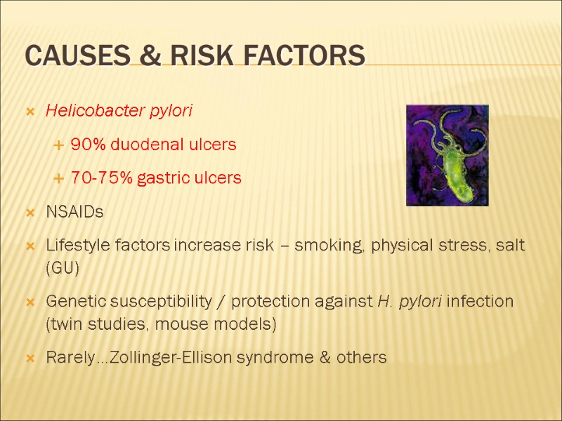 Causes & Risk Factors Helicobacter pylori  90% duodenal ulcers 70-75% gastric ulcers NSAIDs